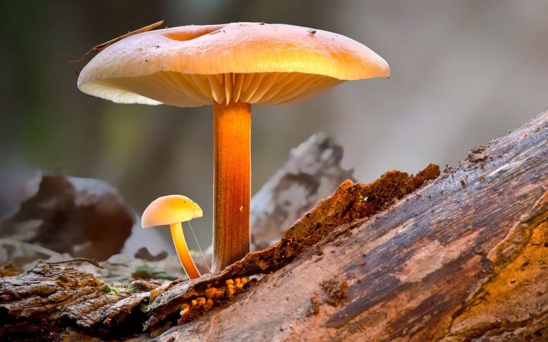 Zo klein, zo’n groot verschil