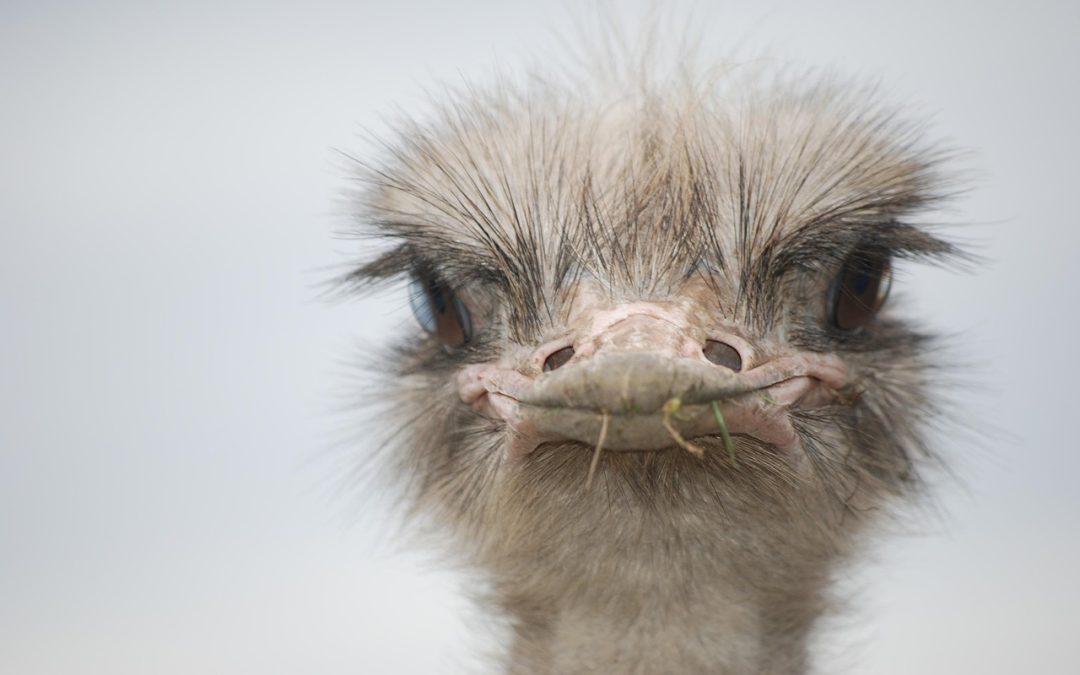 Pimpelpaars struisvogel ei